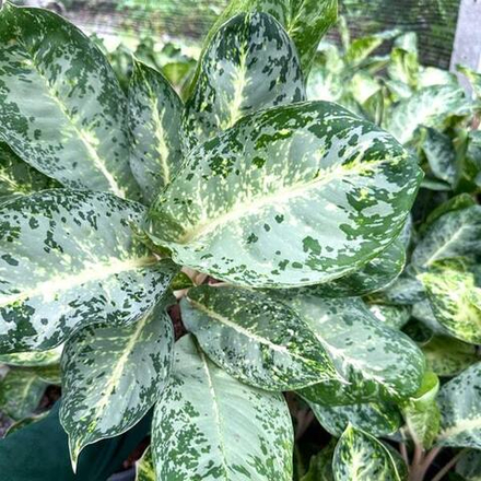 Аглаонема QUEEN