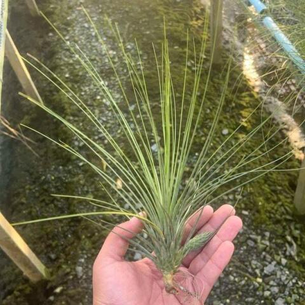 Тилландсия juncea