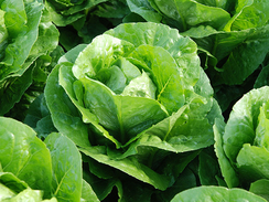 Корбана семена салата ромэн (Enza Zaden / Энза Заден)