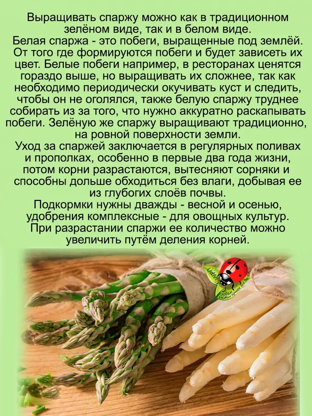 Спаржа Мэри Вашингтон деликатесная