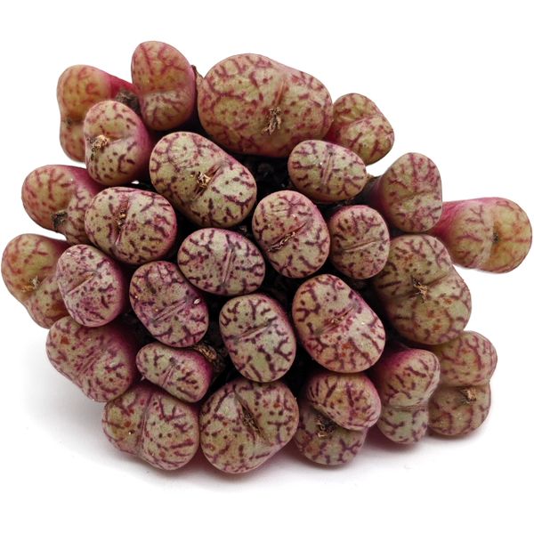 Конофитум Обкорделлум кластер