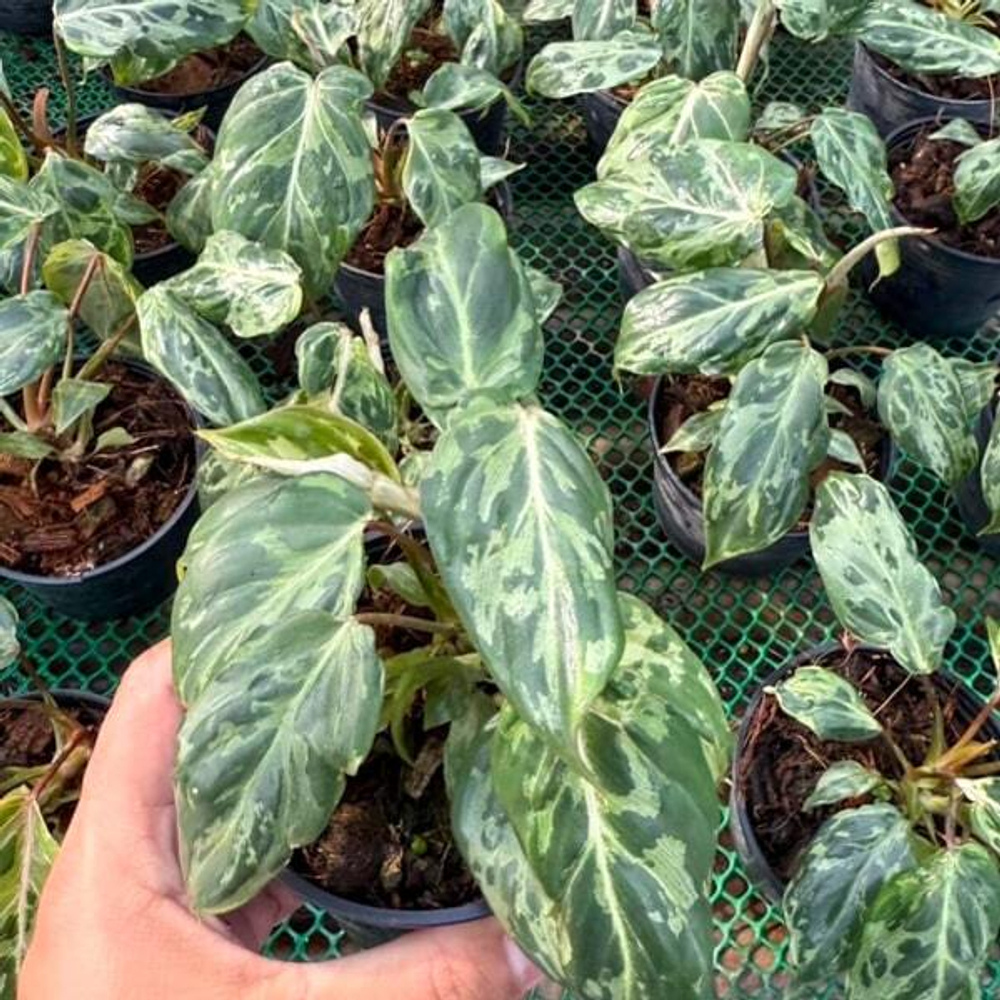 Филодендрон GLORIOSUM MUT