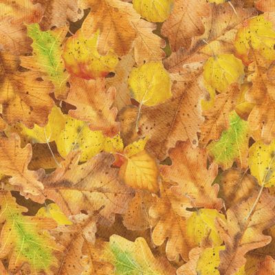 Опавшие осенние листья