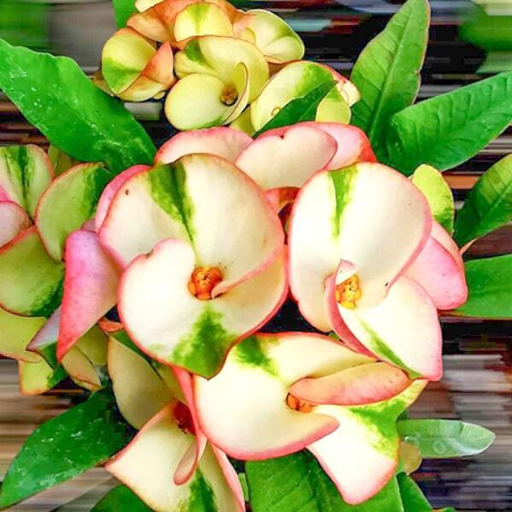 Эуфорбия Миля WHITE & GREEN