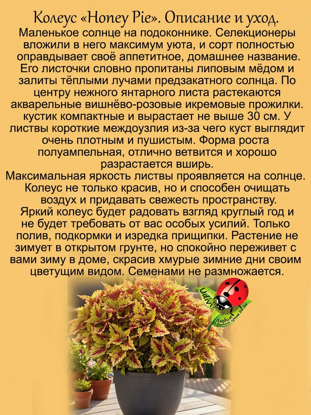 Колеус Медовый пирог
