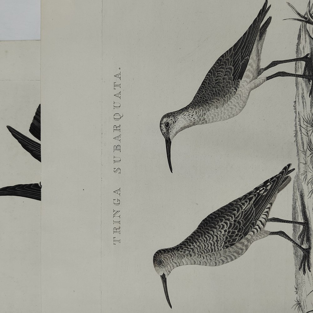 Зепп Ян. Птица кулик (самец и самка). Tringa Subarquata. Гравюра на меди. Амстердам, 1829 г.