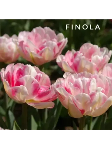 Тюльпаны пионовидные,луковицы 12+ FINOLA бело-розовые (3 шт)