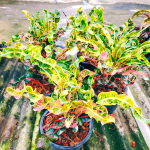 Кротон PT50 LITTLE MERMAID