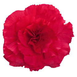 Бегония клубневая Нонстоп Дип Роуз (50шт) Витагрин Профи