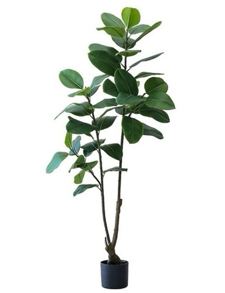 Фикус эластика зеленый 170 см.