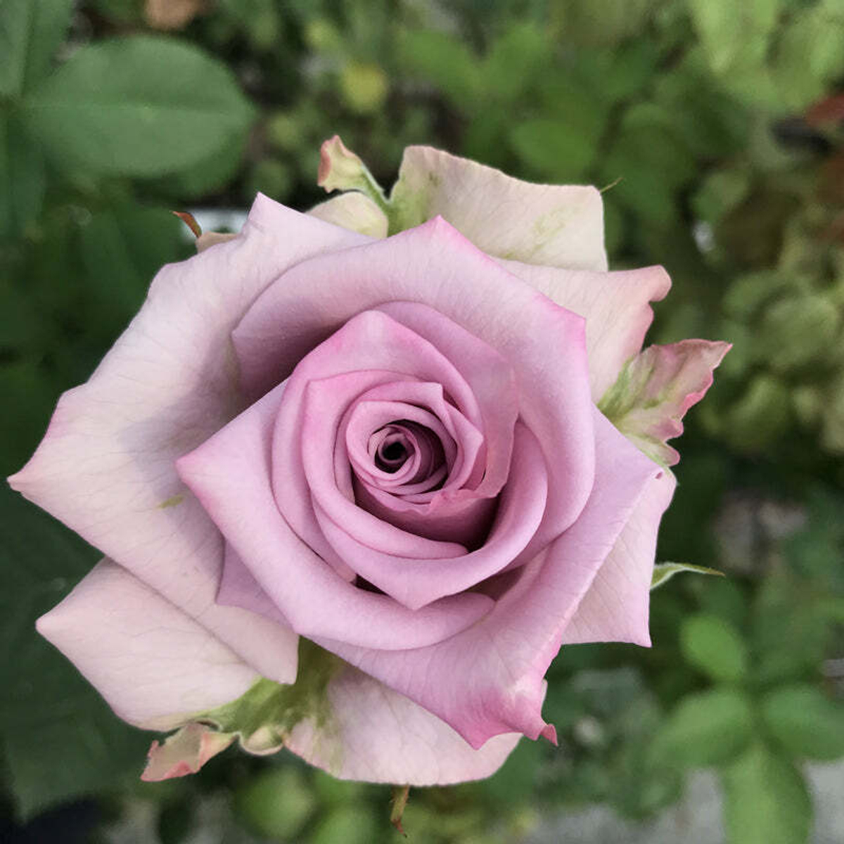 кусты для сада — Авангард (Avant-garde) — лунная роза