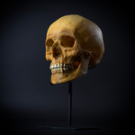 Череп человека на стойке (анатомическая модель)