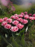 Тюльпан Махрово-бахромчатый Брест