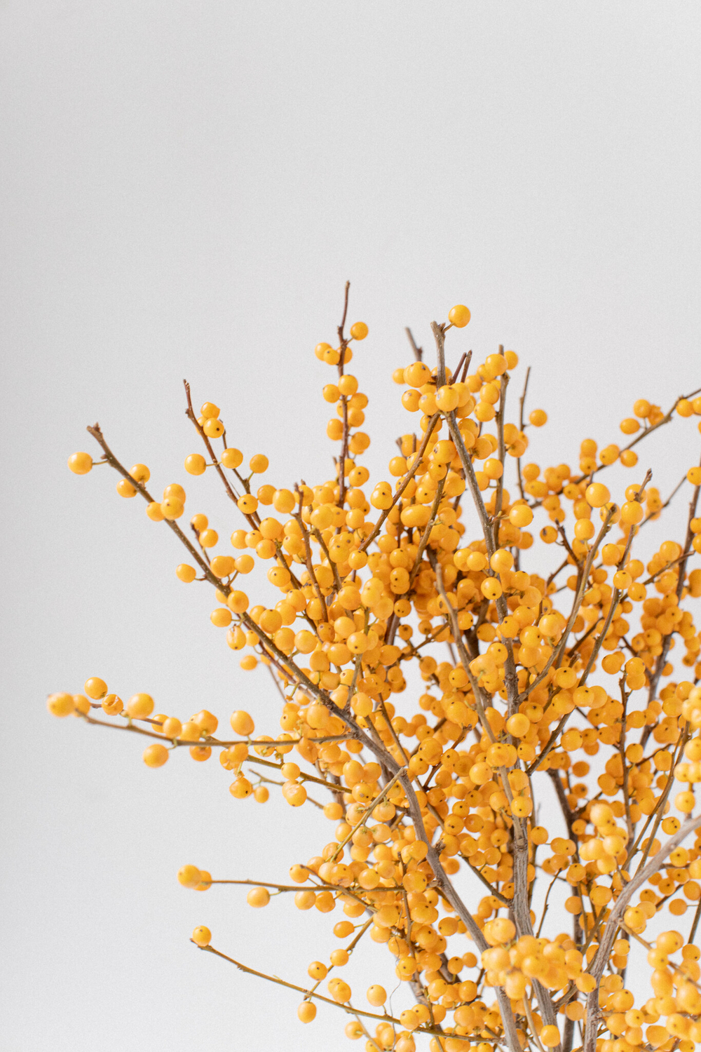 Илекс желтый