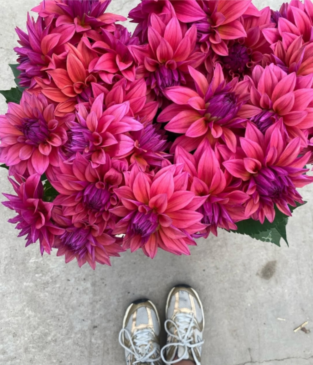 Георгин Feline Yvonne (корень) Закупка М55 апрель 2026