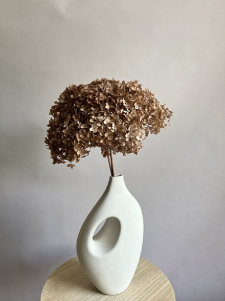 Гортензия стабилизированная шоколадный