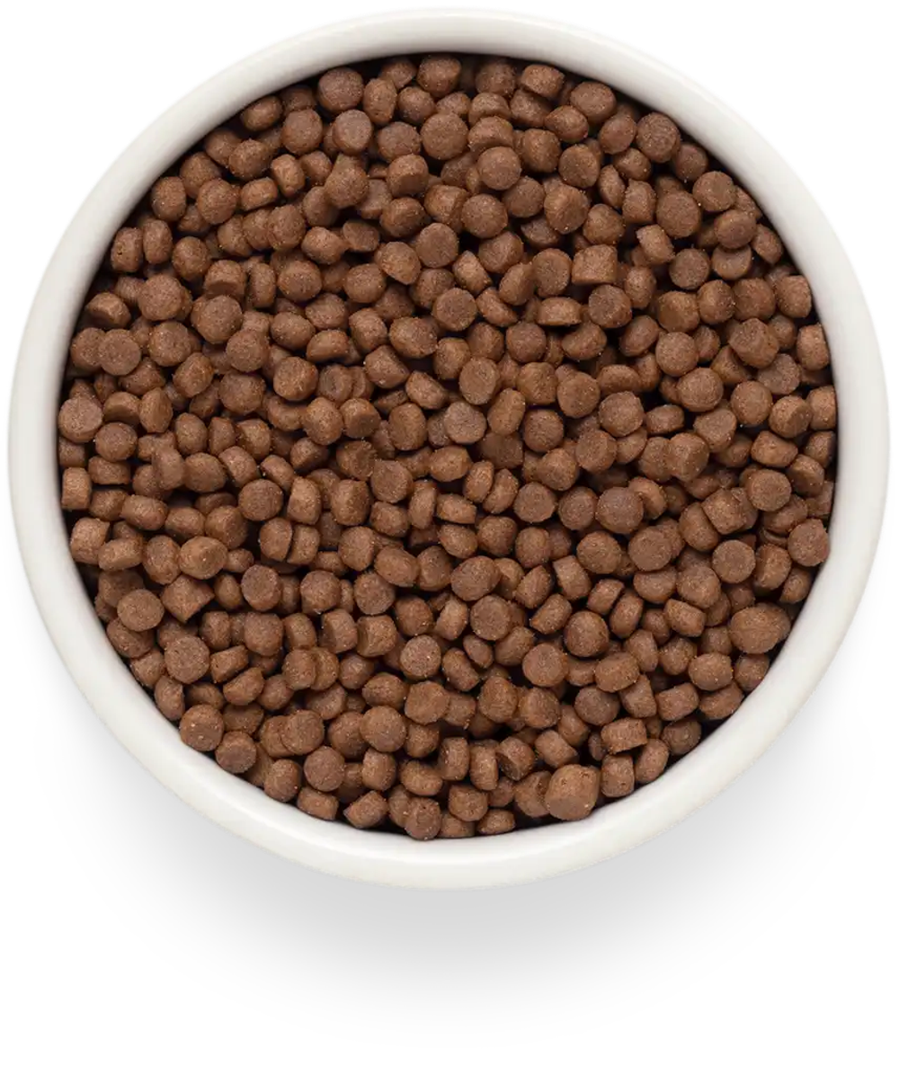 PREMIER Свежее мясо ягненка с индейкой для взрослых кошек