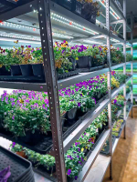 Комплект из двух Quantum line 60 см, 50W