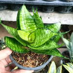 Сансевиерия HAHNII GOLD PHILIPPINE