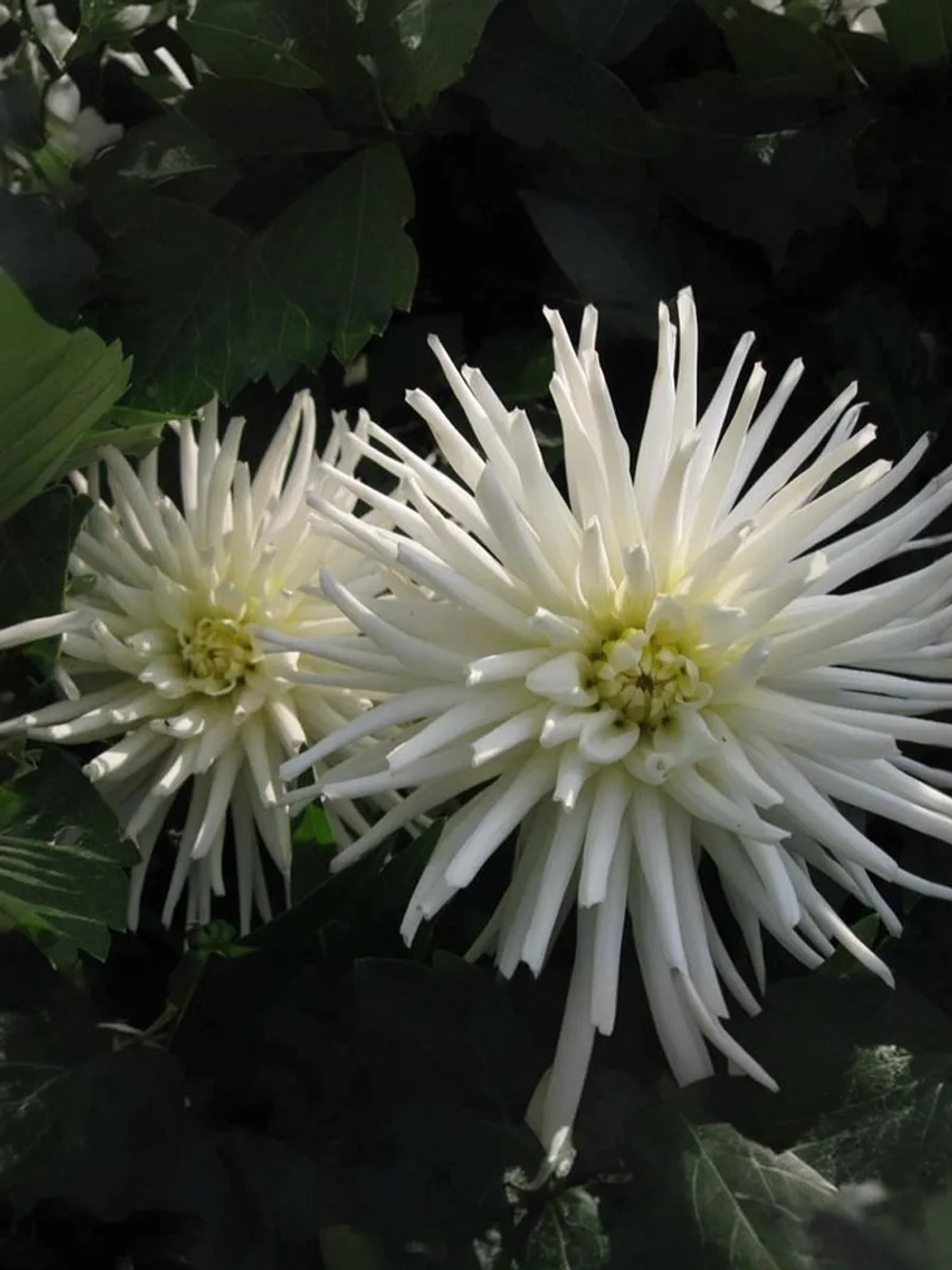 Георгин бордюрный Плая Бланка