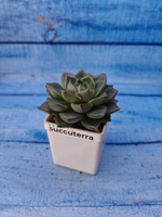Echeveria Fabiola (Эхеверия)