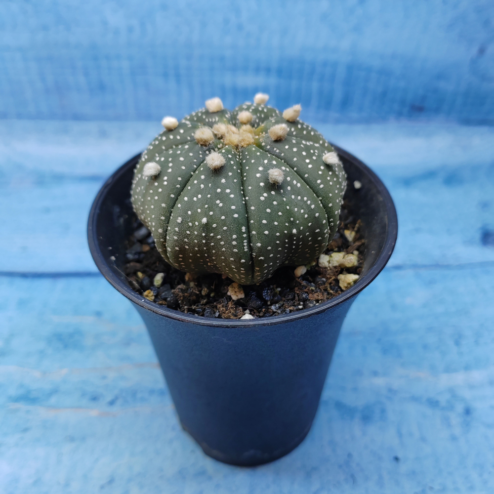 Astrophytum Asterias (Астрофитум)