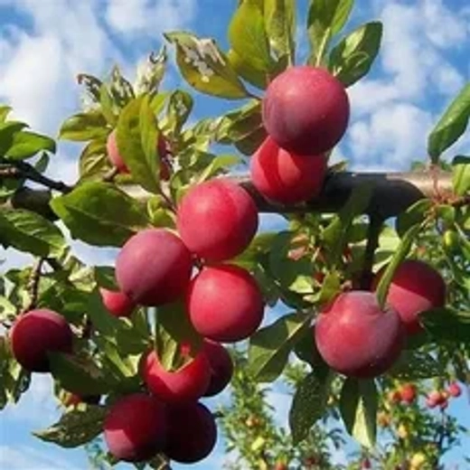 Слива русская Карминная Алыча 2-х лет С5 Закупка М69 июнь 2026