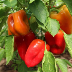 Бутуз семена перца сладкого (Гавриш)