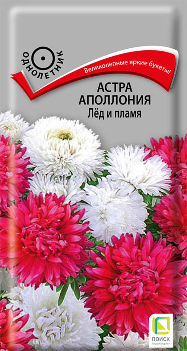 Астра Аполлония Лёд и пламя