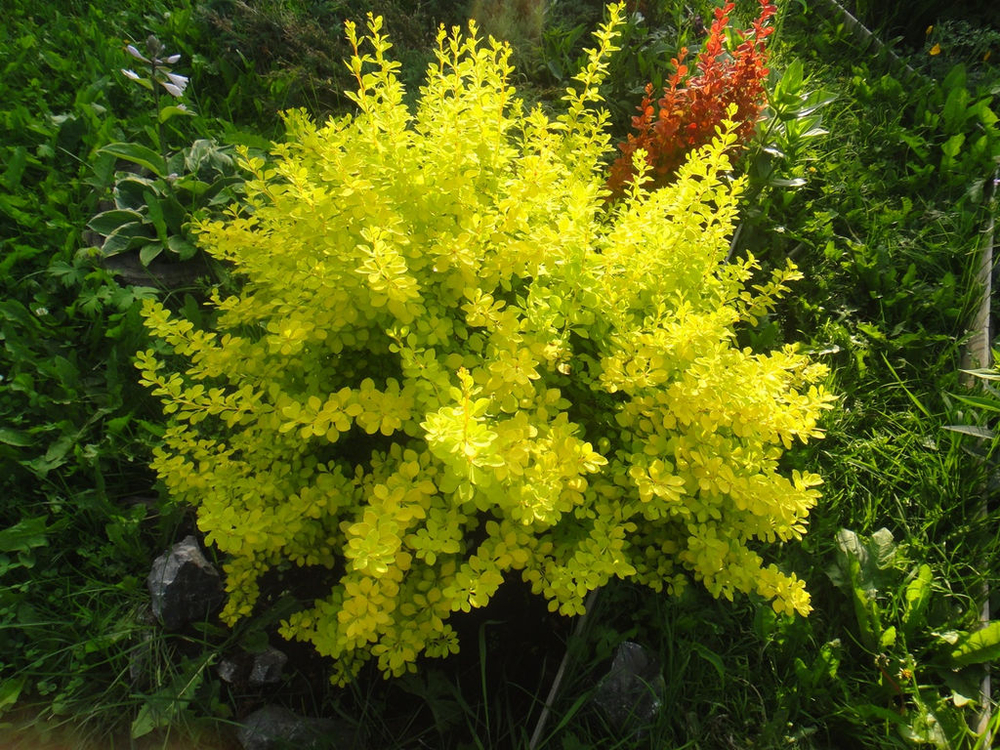 Барбарис Тунберга Ауреа С3 Закупка М60 июнь 2026