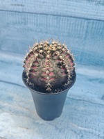 Gymnocalycium T-Rex Pink hybrid (Гимнокалициум T-rex)