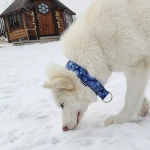 Широкий ошейник полуудавка для собак Пейсли Lapalandia 40 мм