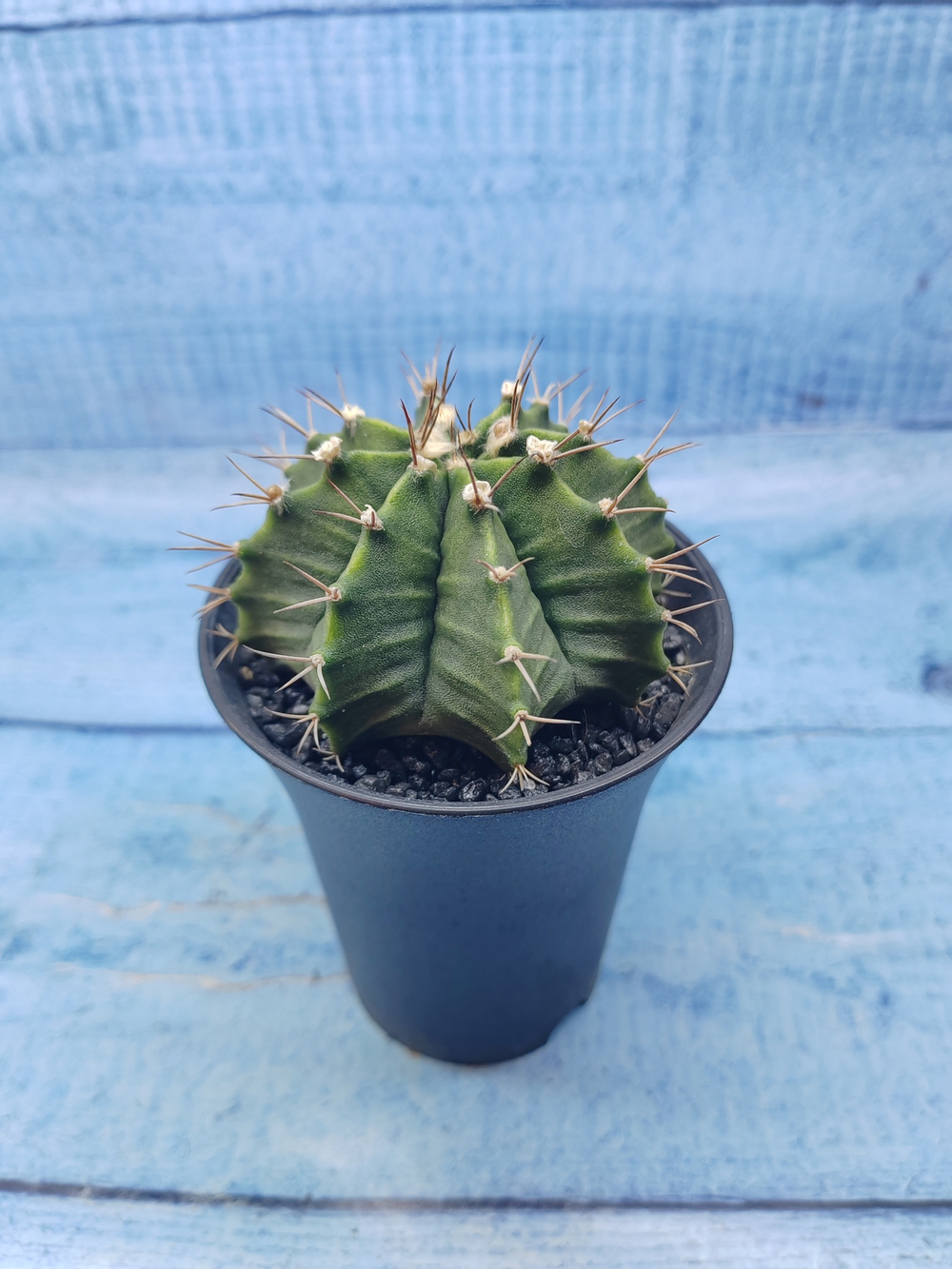 Gymnocalycium Mihanovichii (Гимнокалициум)