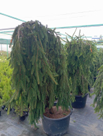 Ель обыкновенная Инверса Премиум С90 80-100