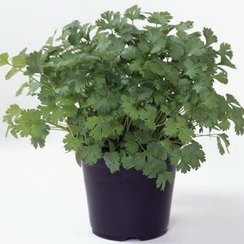 Марино семена кориандра (Enza Zaden / Энза Заден)