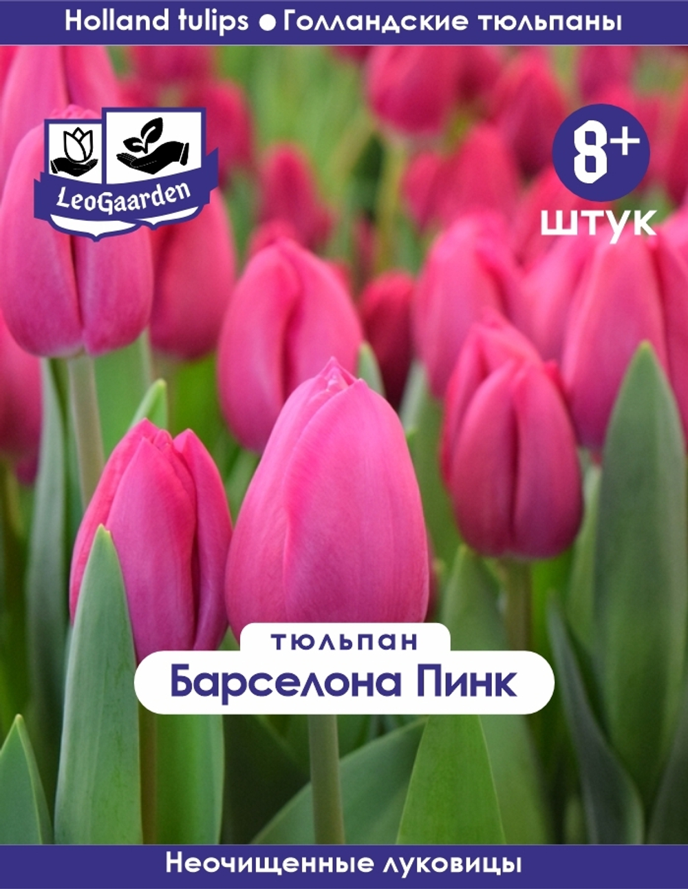 Тюльпан Луковица, Барселона Пинк, 8+ шт