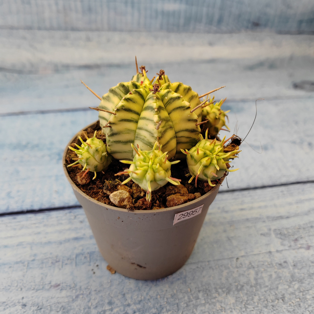 Euphorbia meloformis f. Variegated (Эуфорбия вариегатная)