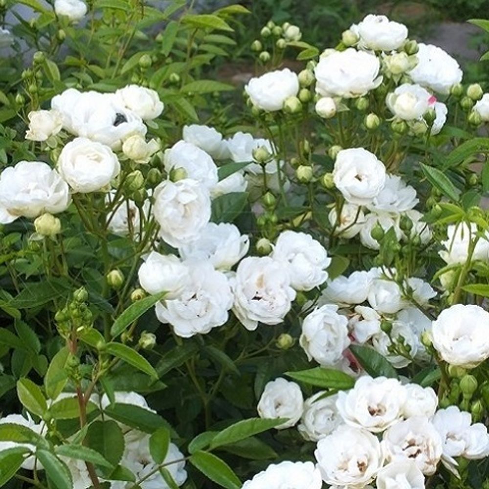 Роза миниатюрная White Morsdag