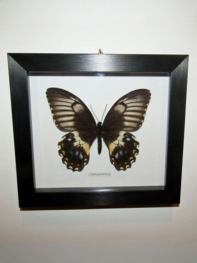 Бабочка Papilio gambrisius самка в рамке