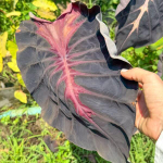Колоказия RED DEVIL