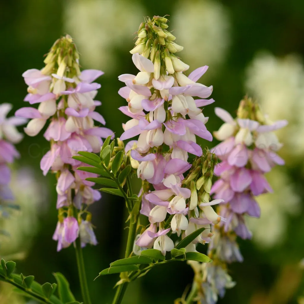 Галега лекарственная