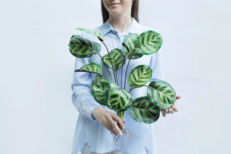 Калатея Ред Тайгер куст из 12 листьев с корнями