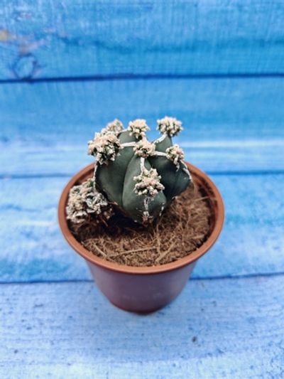 Astrophytum Myriostigma "Hakujo Fukuryu" (Астрофитум)