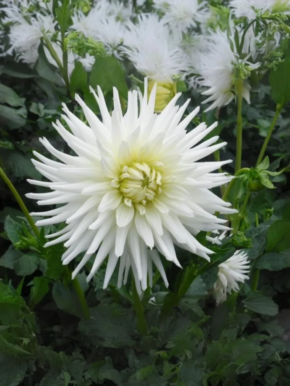 Георгин кактусовидный Май Лав