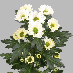 Rossi White (NL)