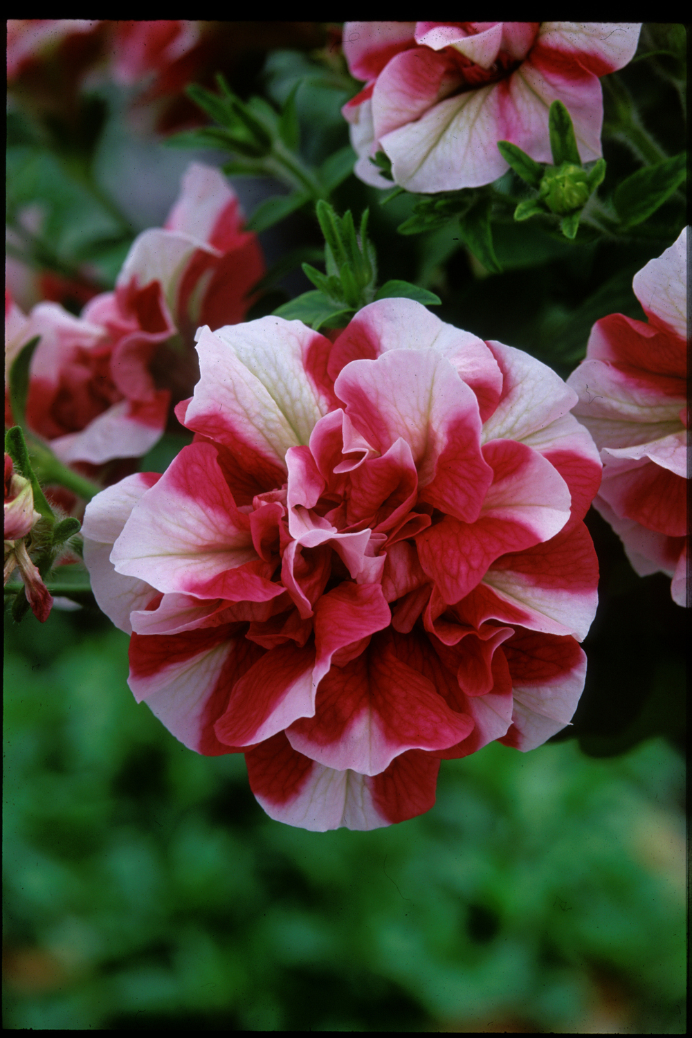 ЕВРО Petunia TUMBELINA Cherry Ripple неукор черенок ноябрь 2025
