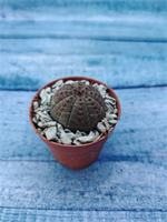 Суккулент Euphorbia Obesa (Эуфорбия)