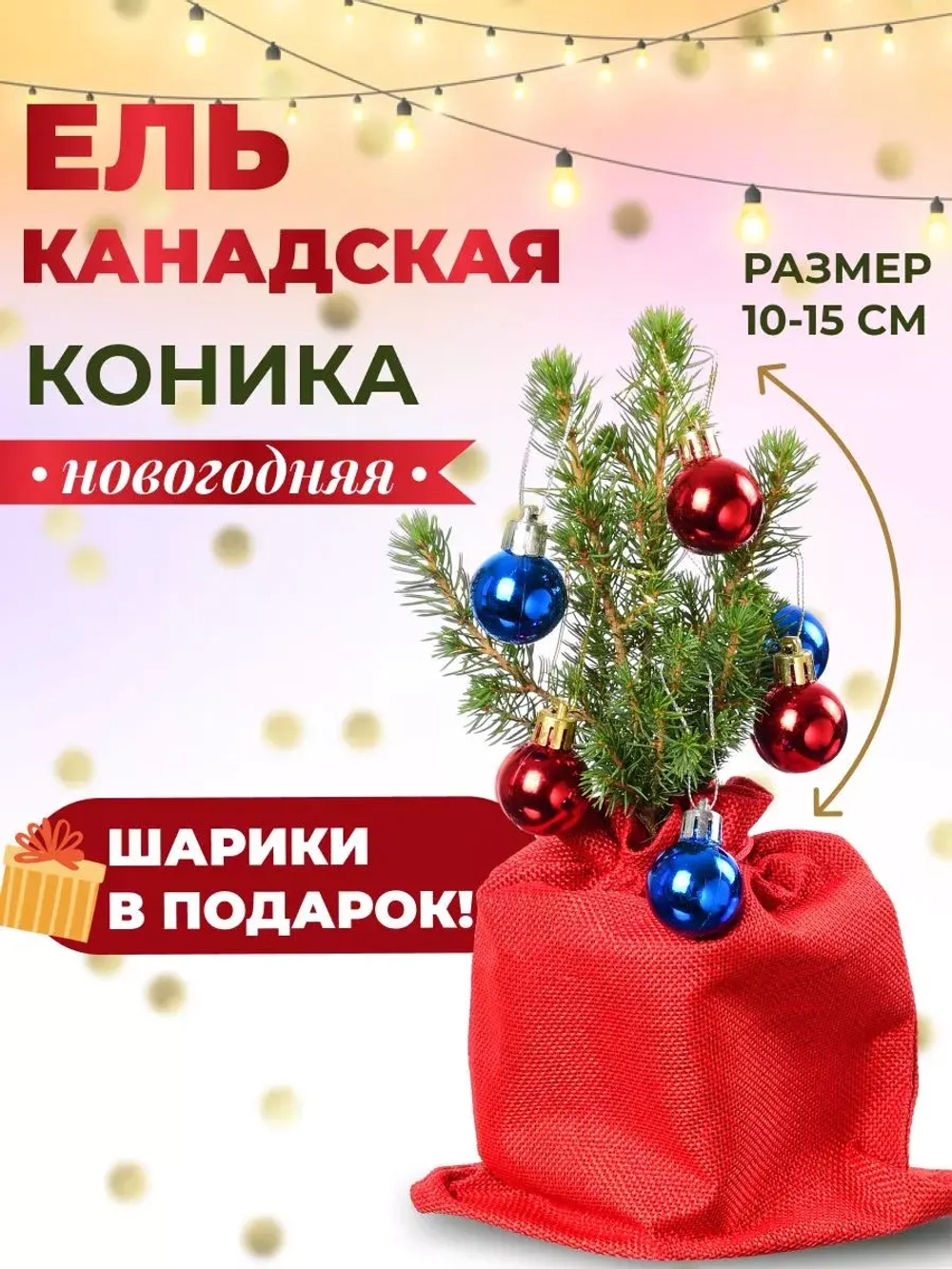 Саженец Ель Коника новогодняя