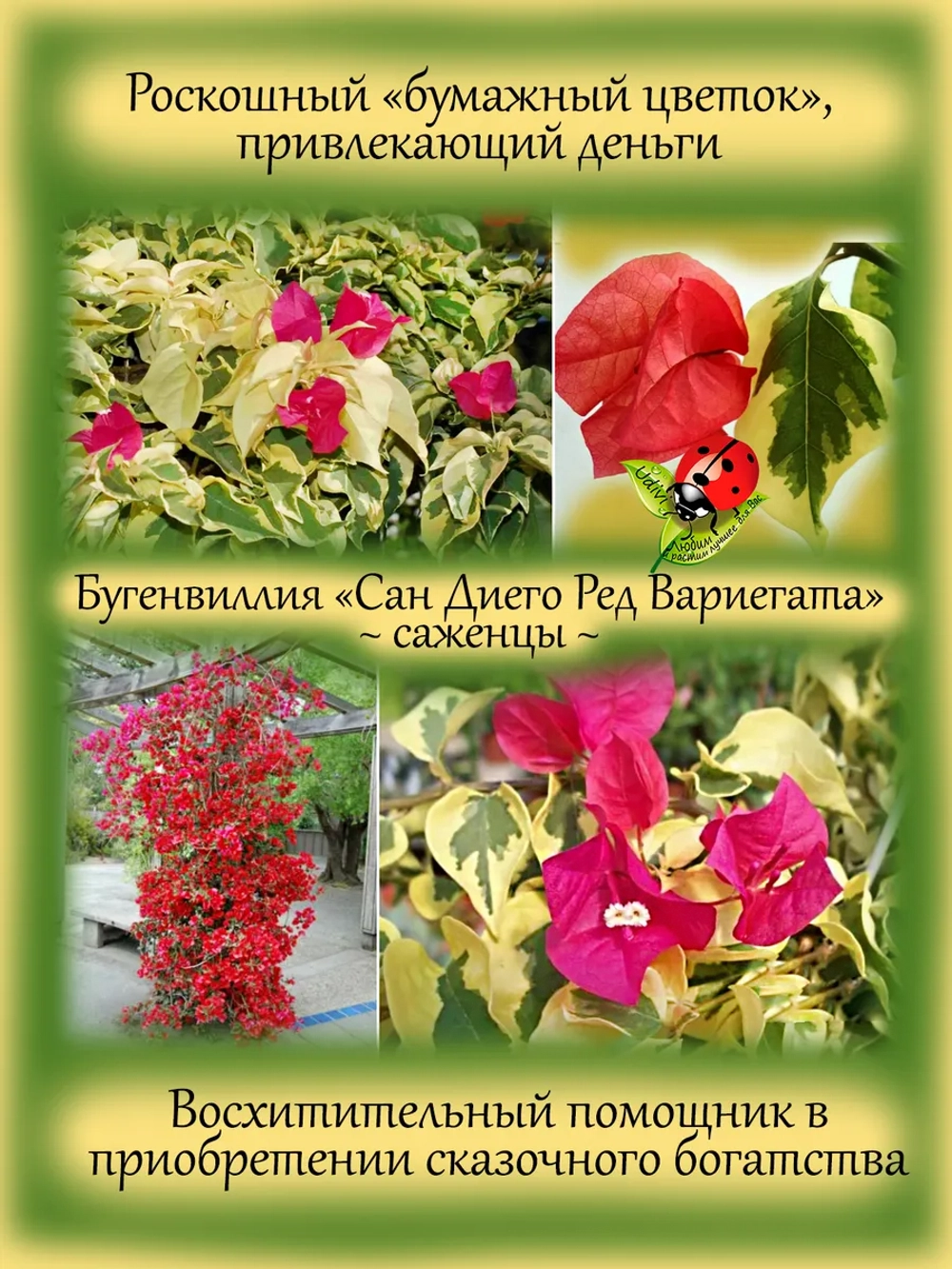 Бугенвиллия Сан Диего Ред вариегата