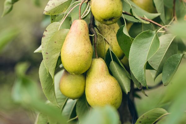 Купить саженцы груши в Иркутске